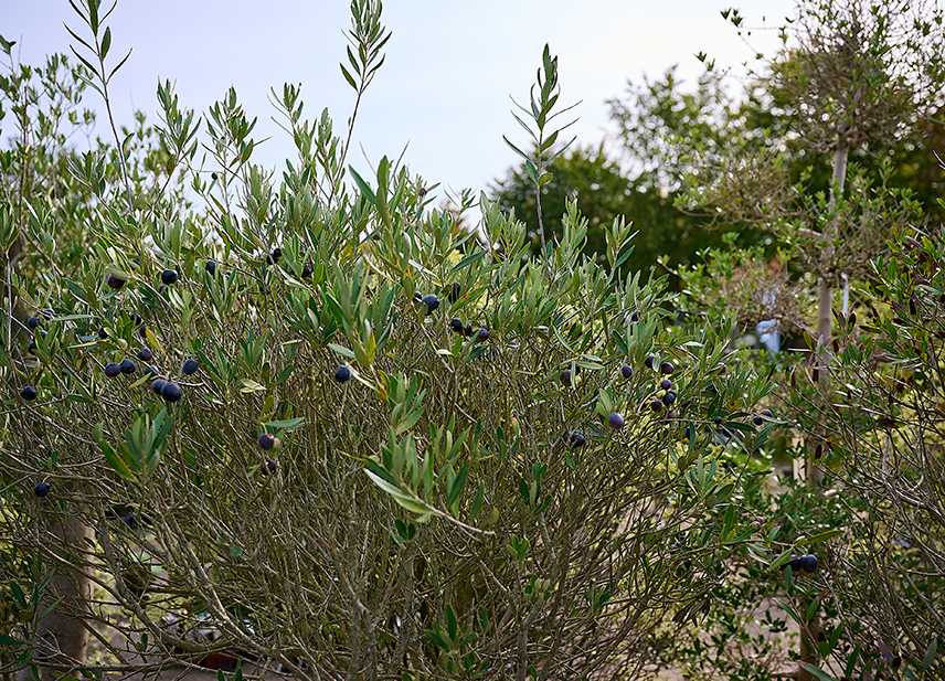 Pépinière à Villaines-la-Juhel, olivier